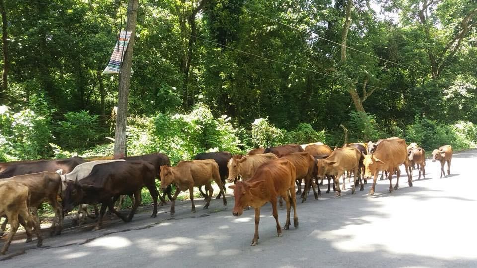 योगी नरहरिनाथ आश्रम परिसरमा स्थानिय जातका गाई संरक्षण गरिँदै